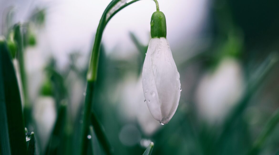 Närbild på den daggiga vårblomman snödroppe.