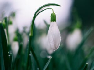 Närbild på den daggiga vårblomman snödroppe.